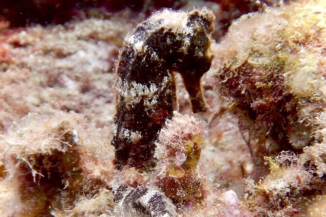 Diving for Certified Divers, 2 Tanks Sosúa Bay - The surface interval and second site