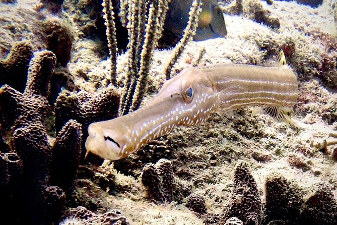 Diving for Certified Divers, 2 Tanks Sosúa Bay - Hotel pickup and getting to Dive Cabarete