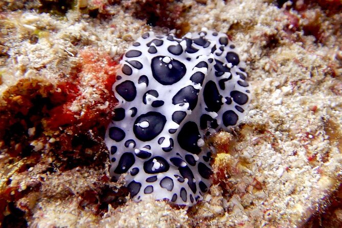 Diving for Certified Divers, 2 Tanks Sosúa Bay - The free photo and video service