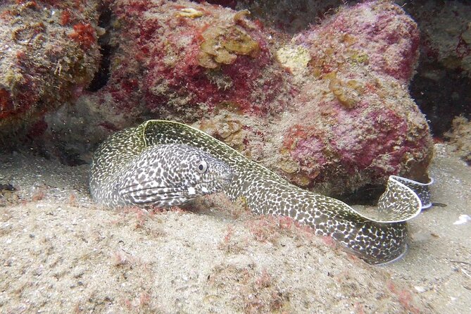 Diving for Certified Divers, 2 Tanks Sosúa Bay - What the $125 price really covers