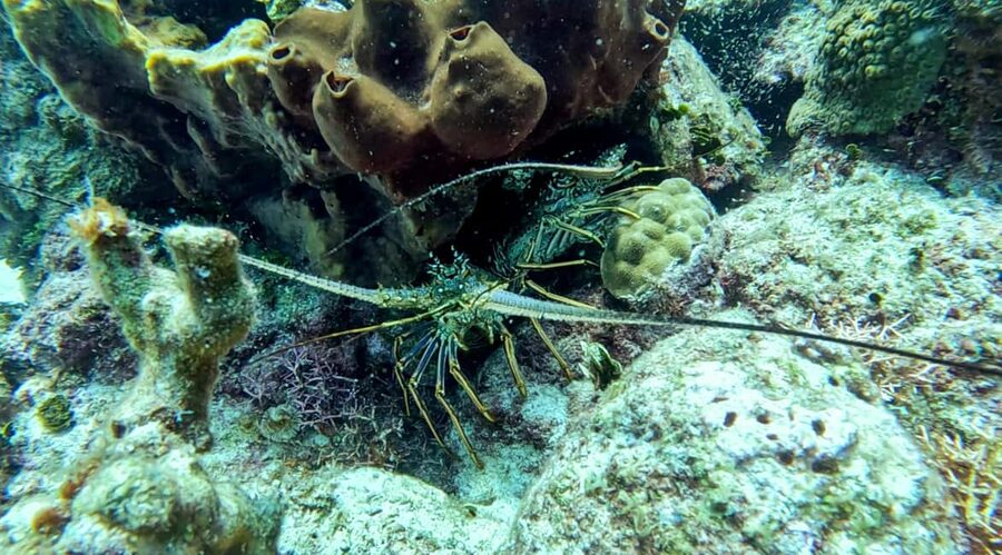 diving without a license catalina island from punta cana - Practical preparation for a smoother day