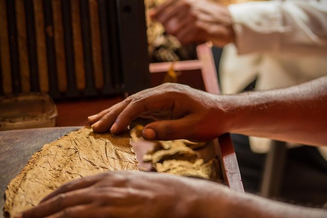 Dominican Cigar Factory Tour - Following tobacco from seed to curing