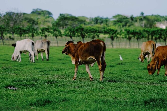 Dominican Republic Cultural Country Safari Tour from Punta Cana - Guides who shape the day