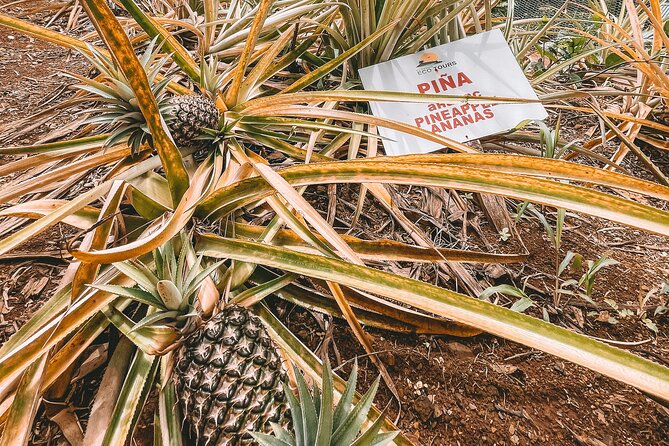 ECO TOUR Playa El Limon (Excursion Multi-activites) - The farm visit adds chocolate and countryside