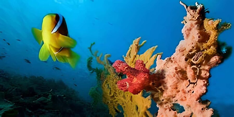 Experience the Exciting Caribbean Underwater World - Drinks, coast views, and a sensible lunch return