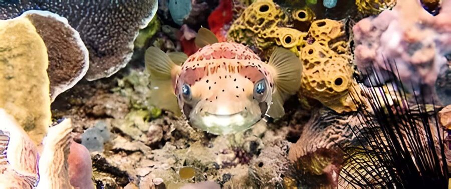 Experience the Exciting Caribbean Underwater World - What the $49 price really covers