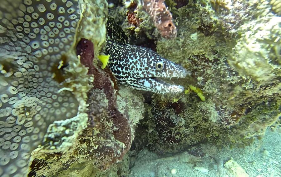 Experience the Exciting Caribbean Underwater World - Who will enjoy this most
