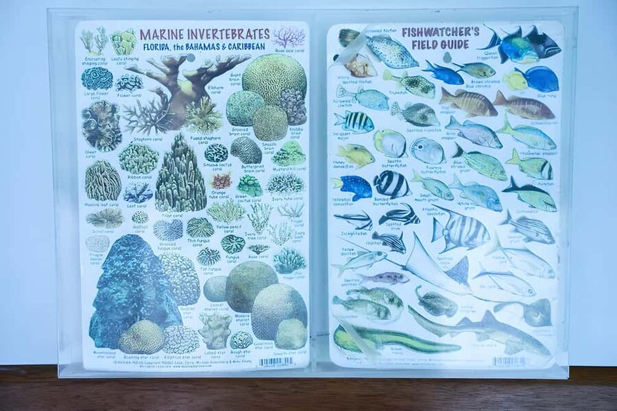 Experience the Exciting Caribbean Underwater World - Booking advice and cancellation flexibility
