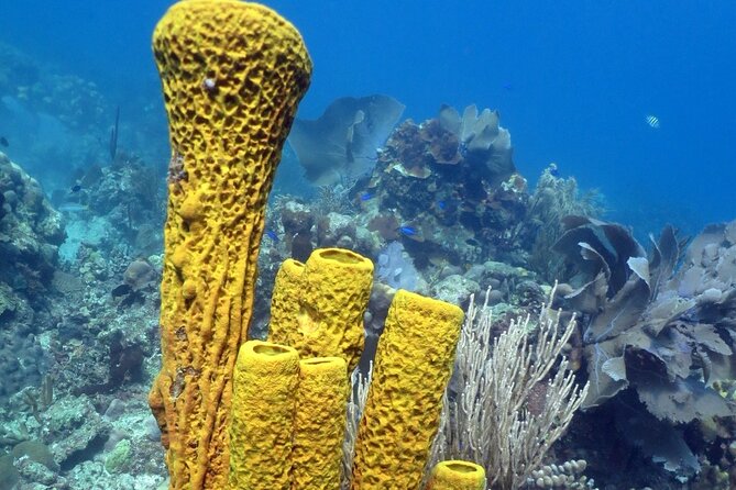 Fantastic Catalina island, beach and depth - Who will get the most from this tour