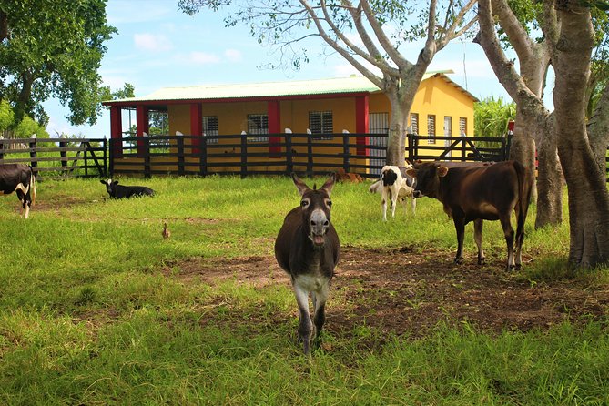 Flintstones Buggy Adventure from Punta Cana - Is $65 a fair price?