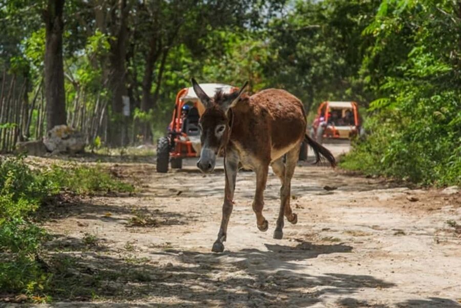 Flintstones Buggy, Cave and Adventure in Bavaro - Key points at a glance