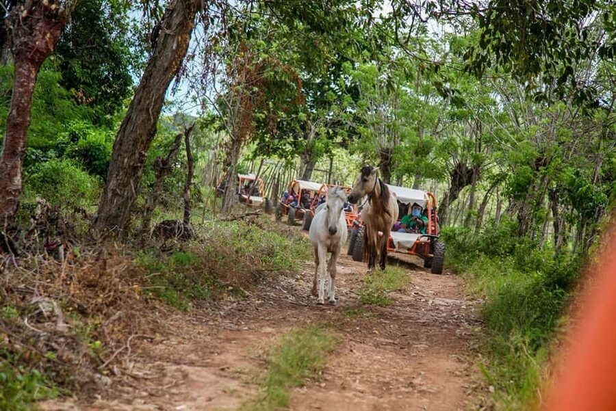 Flintstones Buggy, Cave and Adventure in Bavaro - Coffee, a colmado, and a glimpse of daily life