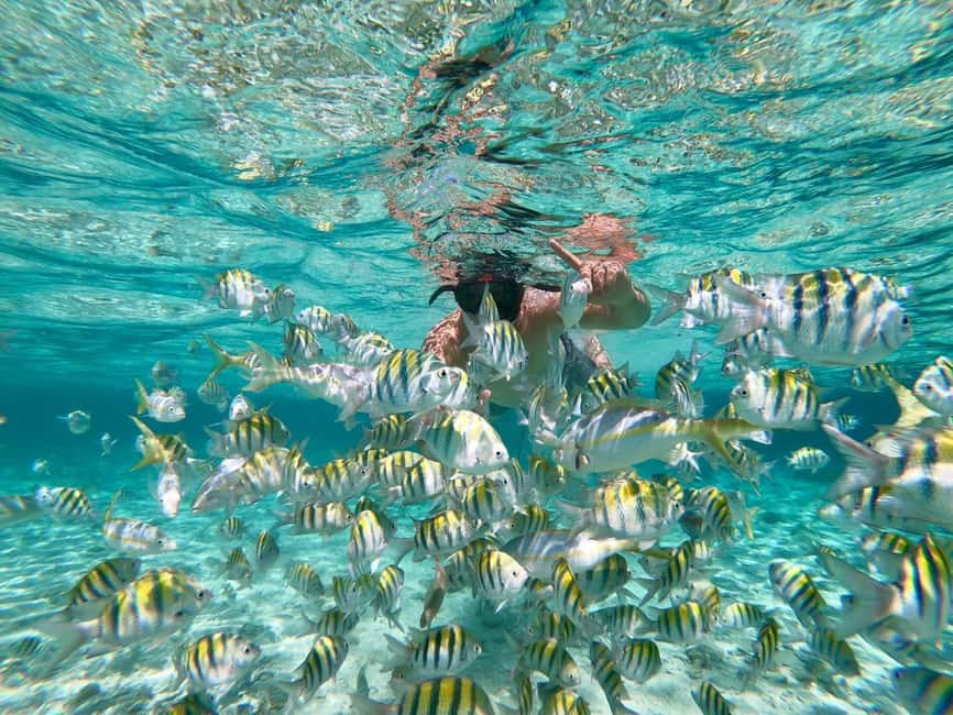 From Bavaro, Punta Cana: Boat Party, Snorkeling, Drinks, Snacks, and Transportation - First stop: watching dolphins at sea