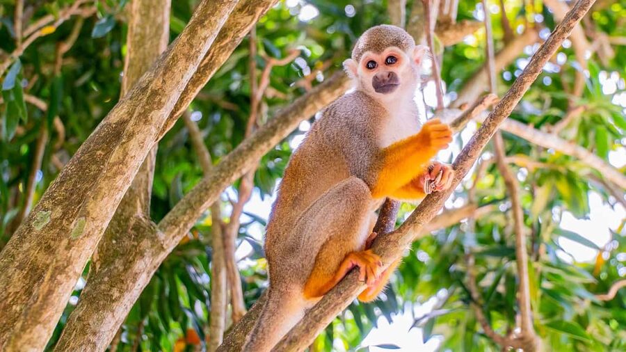 From Bayahibe: Half Day Monkeyland Safari - Key points to know before booking