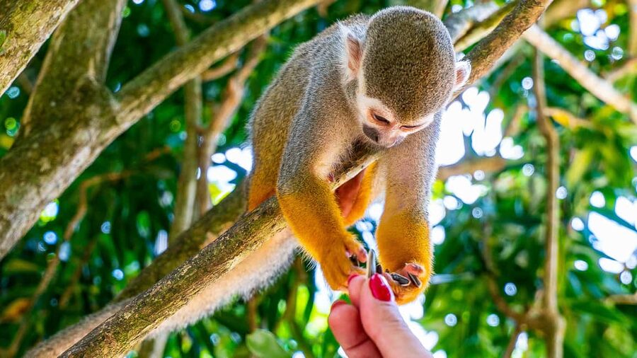 From Bayahibe: Half Day Monkeyland Safari - Native plants in the botanical garden