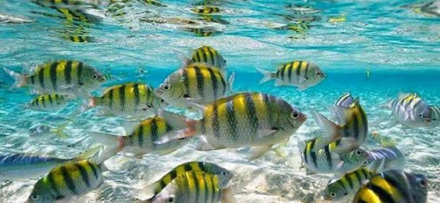 From Puerto Plata: Cayo Arena by VIP Speedboat and Snorkel - Key details before you book