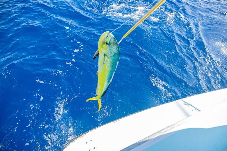 From Punta Cana: Deep Sea Fishing Tour by Boat with Drinks - Setting the lines with supplied gear and bait