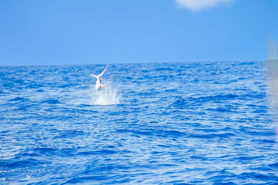 From Punta Cana: Deep Sea Fishing Tour by Boat with Drinks - How the fishing can play out