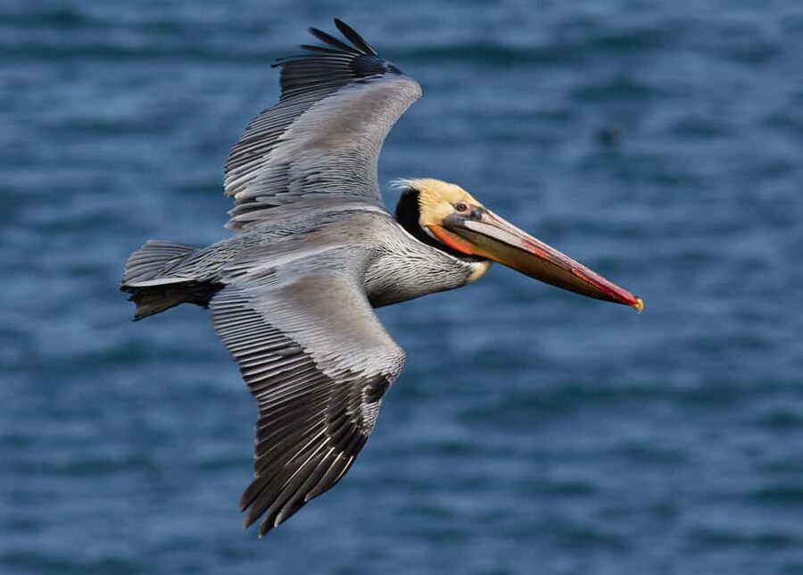 From Punta Cana: Los Haitises Guided Day Tour - Arena and Linea caves, with Taíno art on the walls