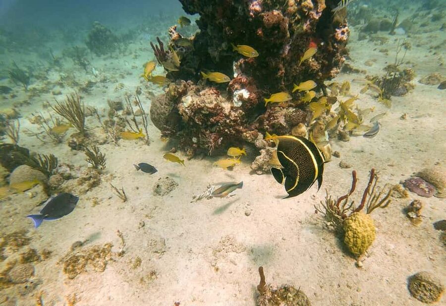 From Punta Cana or Bayahibe: Catalina Island with Snorkeling - One hour among Catalina’s coral gardens