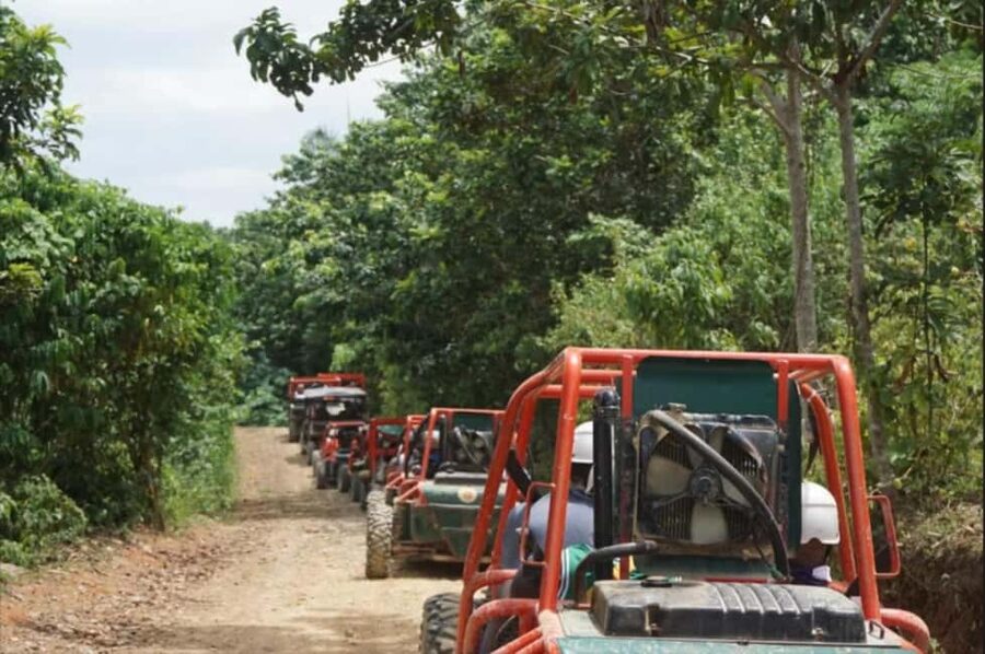 From Punta Cana or La Romana: Sugarcane Fields Buggy or Quad - Sugarcane fields and a closer look at rural life