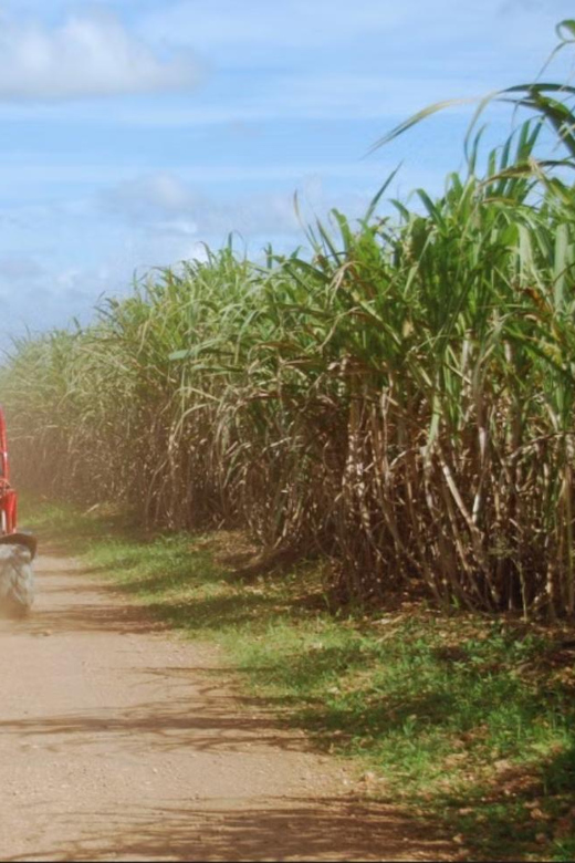 From Punta Cana or La Romana: Sugarcane Fields Buggy or Quad - Hotel transport from Punta Cana or La Romana