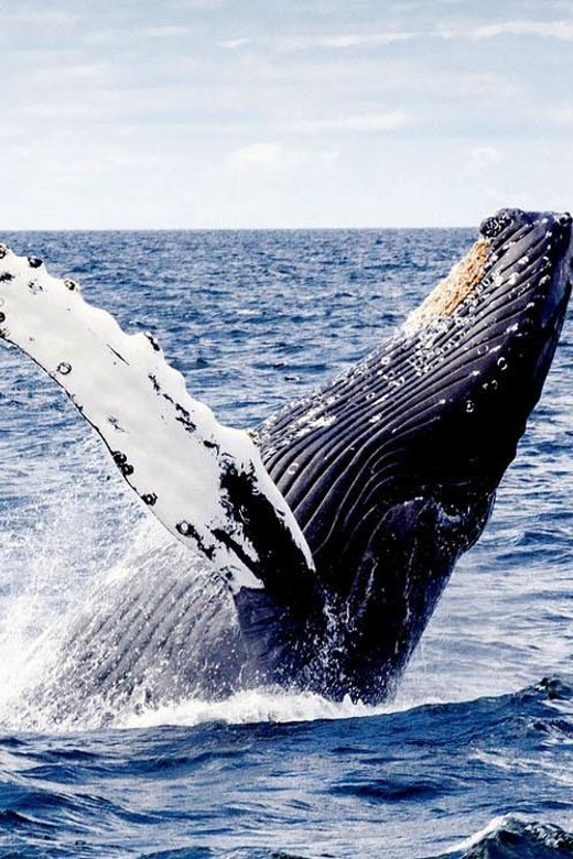 From Punta Cana: Samana and Bacardi Island Cruise and Tour - Cayo Levantado, also called Bacardi Island