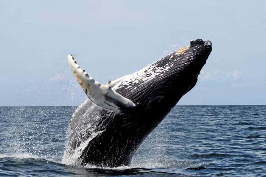 From Punta Cana: Samana Bay Whale-Watching Cruise with Lunch - Should you book the Samana whale cruise?