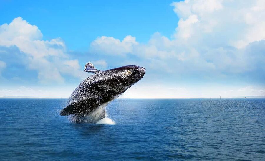 From Punta Cana: Samana Bay Whale-Watching Cruise with Lunch - Why Samana Bay is worth the long day