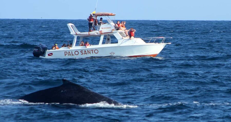 From Punta Cana: Samana Bay Whale-Watching Cruise with Lunch - What happens on the whale-watching boat