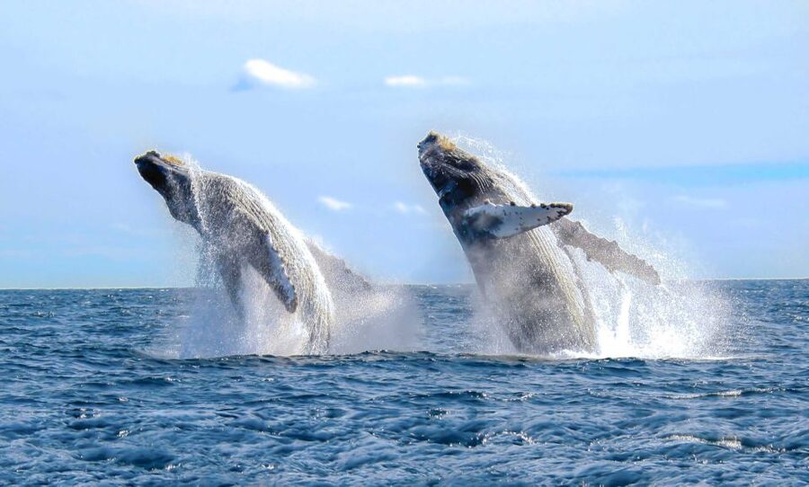 From Punta Cana: Samana Bay Whale-Watching Cruise with Lunch - Cayo Levantado and the beach lunch