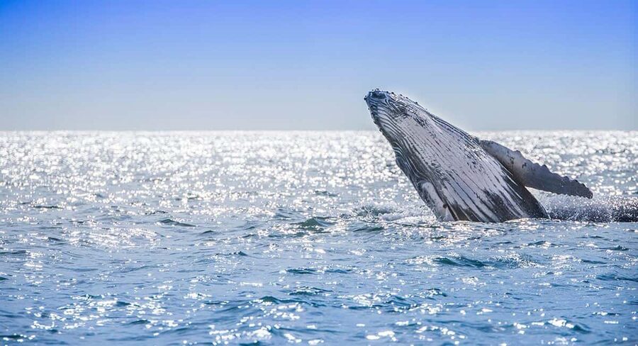 From Punta Cana: Samana Bay Whale-Watching Cruise with Lunch - The El Limon complication