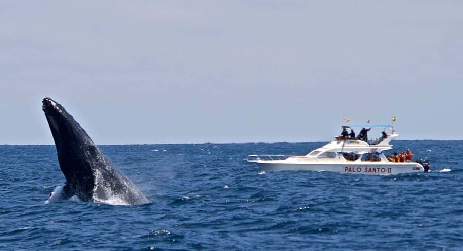 From Punta Cana: Samana Bay Whale-Watching Cruise with Lunch - What the $140 price really covers