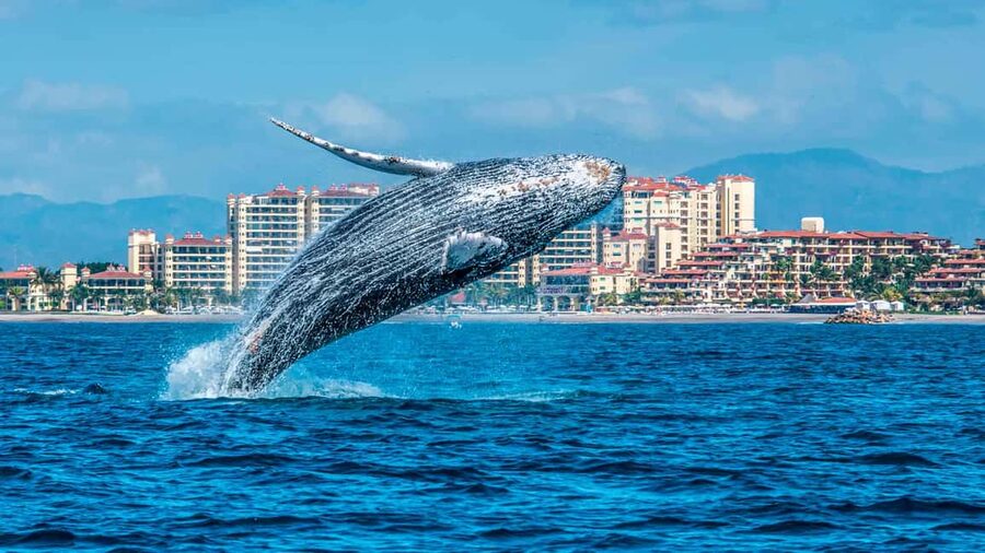 From Punta Cana: Samana Bay Whale-Watching Cruise with Lunch - Leaving Bavaro for the bay