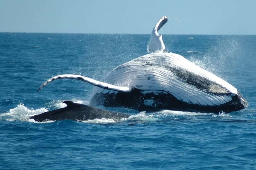 From Punta Cana: Sanctuary Whale Watching Day Trip - Why the Samaná whale sanctuary is worth the long ride