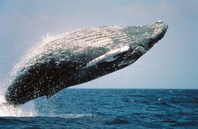 Sanctuary Whale Watching Day Trip