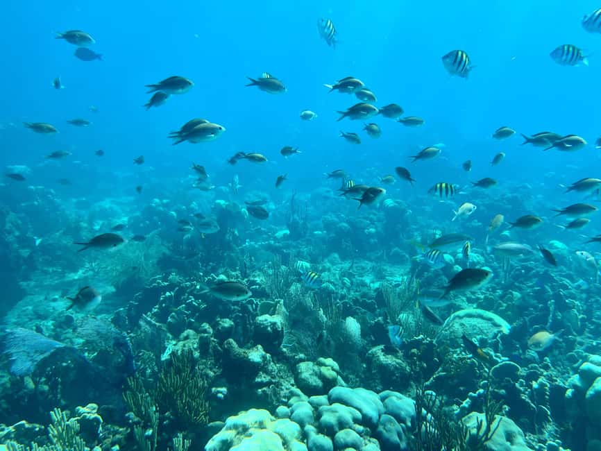 From Punta Cana: Small Group Catalina Island Snorkeling Tour - What makes this Catalina day worth your time