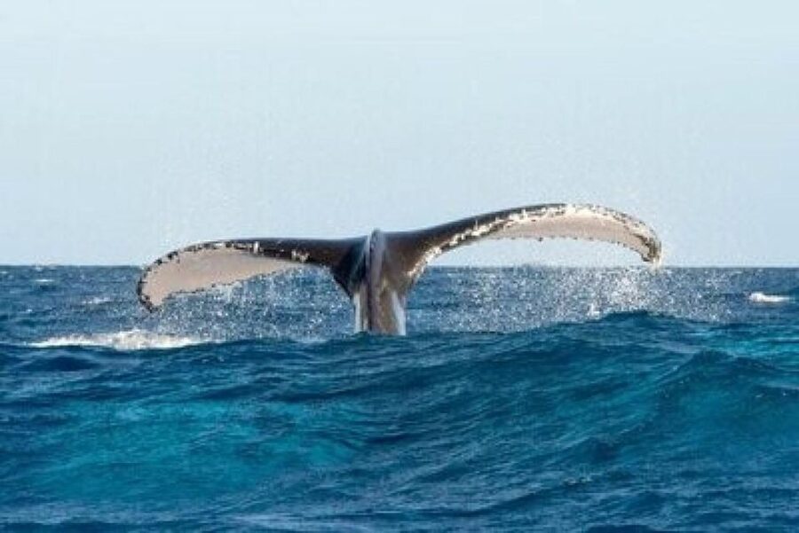 From Punta Cana: Whale Watching and Montana Redonda Tour - Guides, languages, and the feel of the day