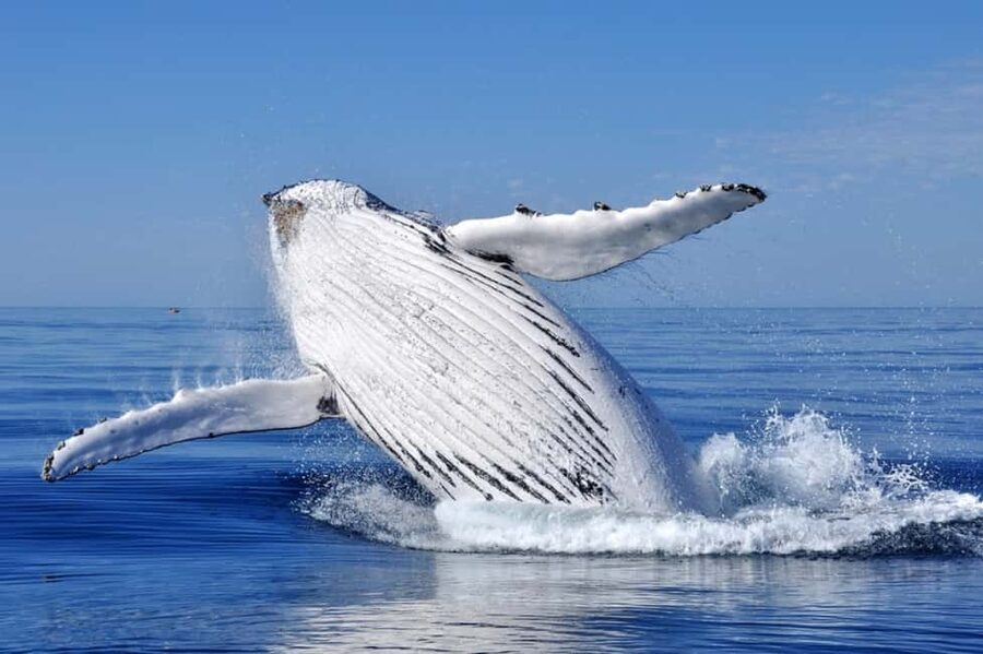 From Punta Cana: Whale Watching and Montana Redonda Tour - Why this Punta Cana day trip feels different