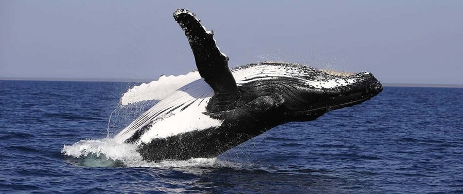 From Punta Cana: Whale Watching and Montana Redonda Tour - Whale watching in Samaná Bay