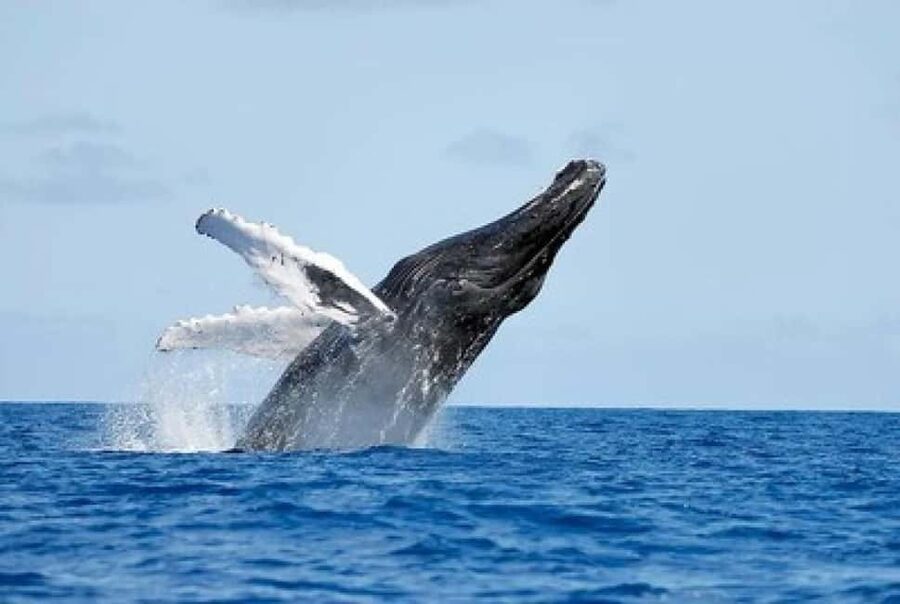 From Punta Cana: Whale Watching and Montana Redonda Tour - The return to Miches and the mountain transfer