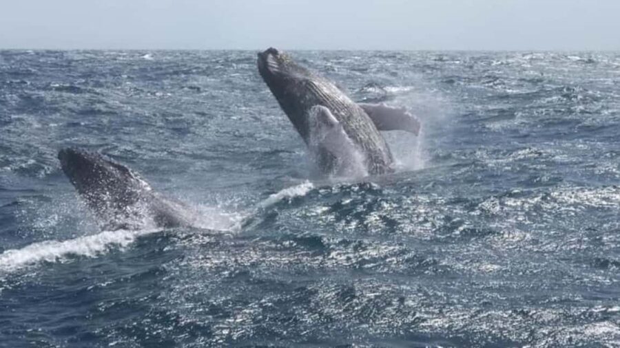 From Punta Cana: Whale Watching and Montana Redonda Tour - The safari truck climb to Montaña Redonda
