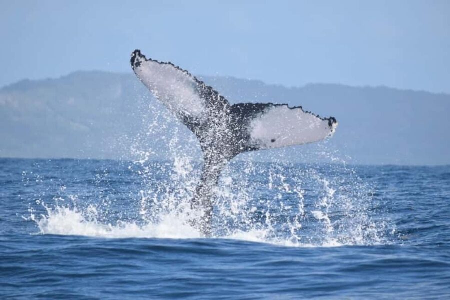 From Punta Cana: Whale Watching and Montana Redonda Tour - A filling Dominican lunch above the coast