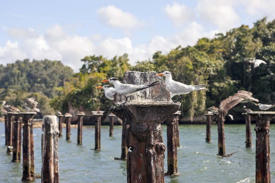 From Samana: Los Haitises Boat and Walking Tour with Lunch - Reaching Los Haitises from Samaná