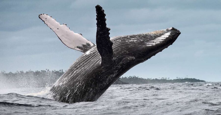 From Samaná: Whale Watching and Cayo Levantado Boat Tour - Shared boat, private option, and guide style