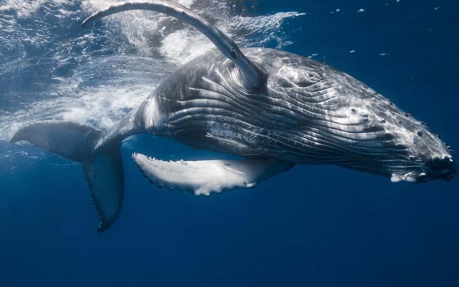 From Samaná: Whale Watching and Cayo Levantado Island Tour - Should you book the Samaná whale and island tour?