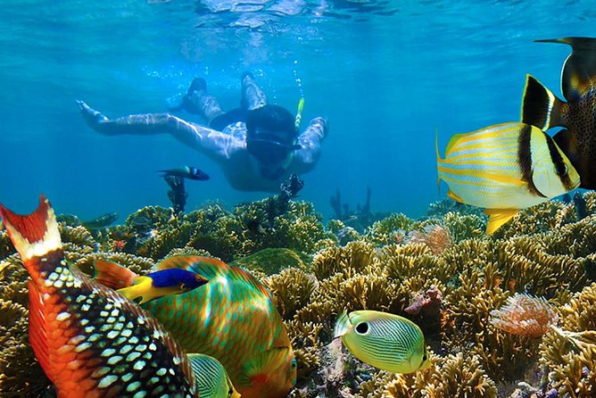 Full-Day Adventure: 4x4 Experience, Snorkeling Cruise, Sharks & Rays - Boarding the catamaran from Punta Cana