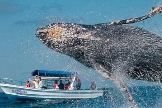 Full Day Bacardi Whale Watching - End Season March 30th - Why the end of March matters