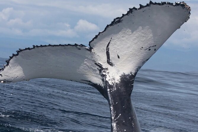 Full Day Bacardi Whale Watching - End Season March 30th - Watching humpbacks in Samaná Bay