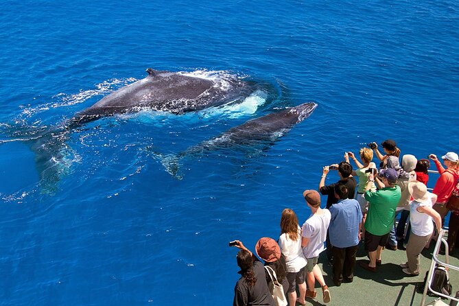 Full Day Bacardi Whale Watching - End Season March 30th - What to pack for a day at sea